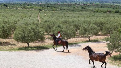 Extra-djevičansko-maslinovo-ulje-1.jpg