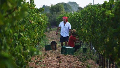 Organska-ekološka-vina.jpg