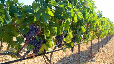 Organska-ekološka-vina-1.jpg