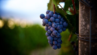 Organska-ekološka-vina-2.jpg