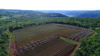 vinograd-rossi-vinarija.jpg