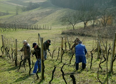 Krčenje starog vinograda 2008.JPG