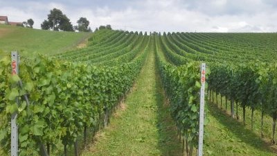 Vinograd-obitelji-Kunčić-03-400x284.jpg
