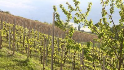 Vinograd-obitelji-Kunčić-07-400x284.jpg