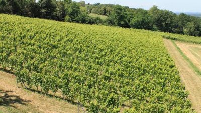 Vinograd-obitelji-Kunčić-01-400x284.jpg