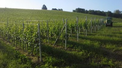 Vinograd-obitelji-Kunčić-05-400x284.jpg